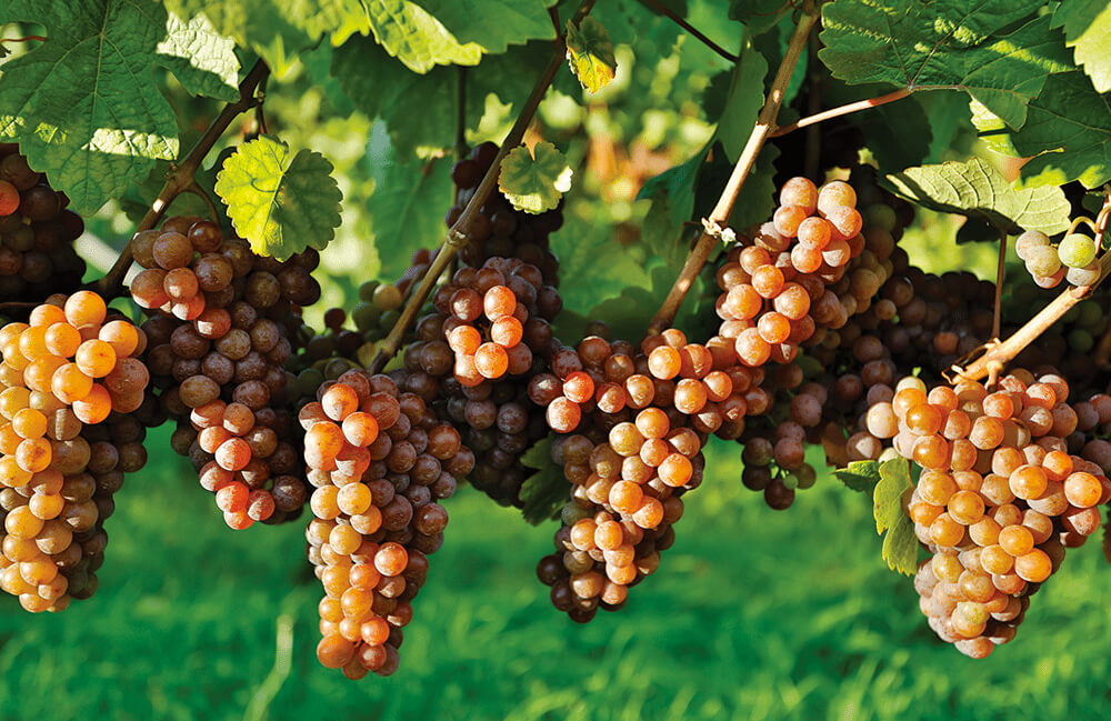 The drink business Pinot Grigio Master