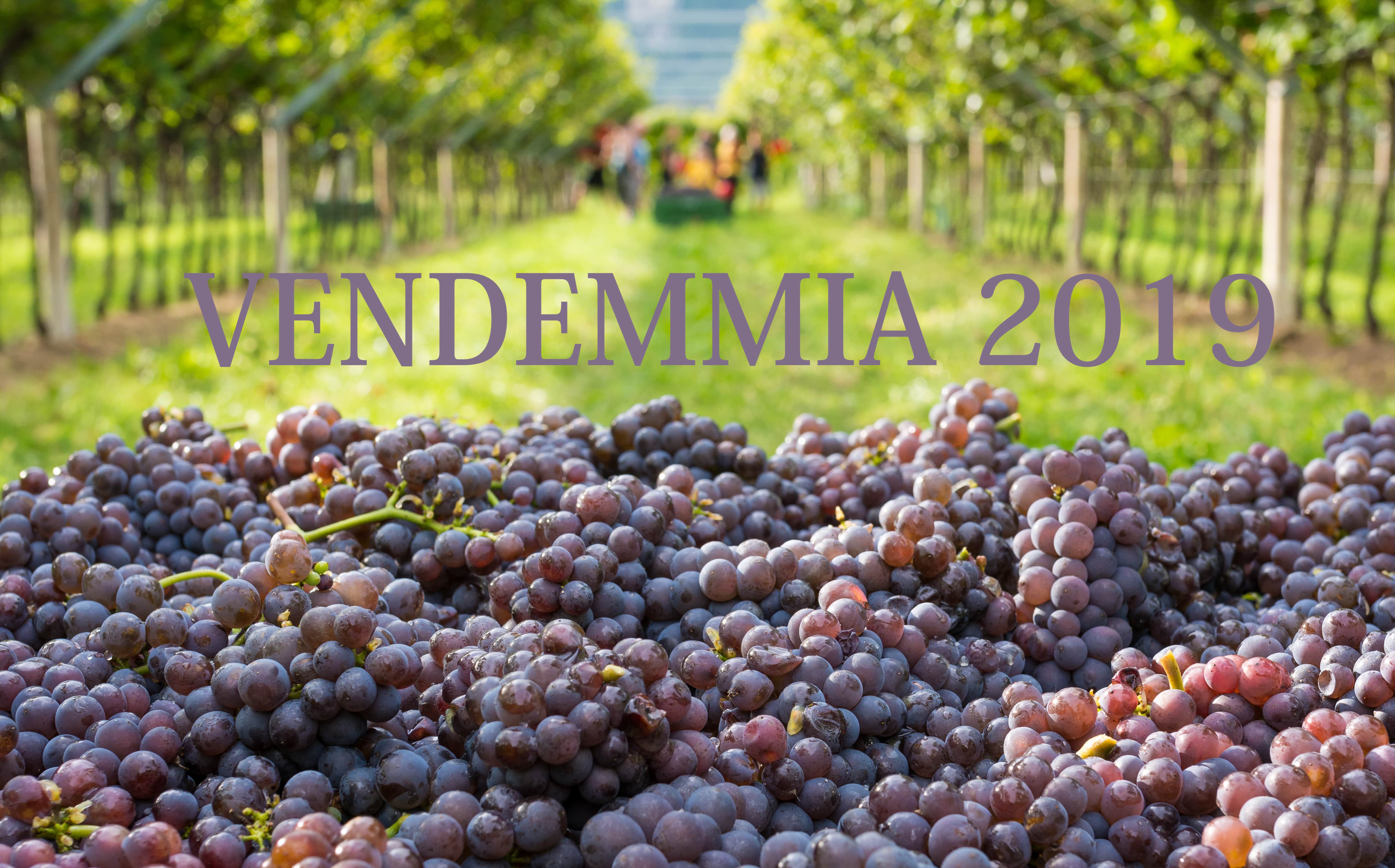 VENDEMMIA 2019, verso lo stoccaggio