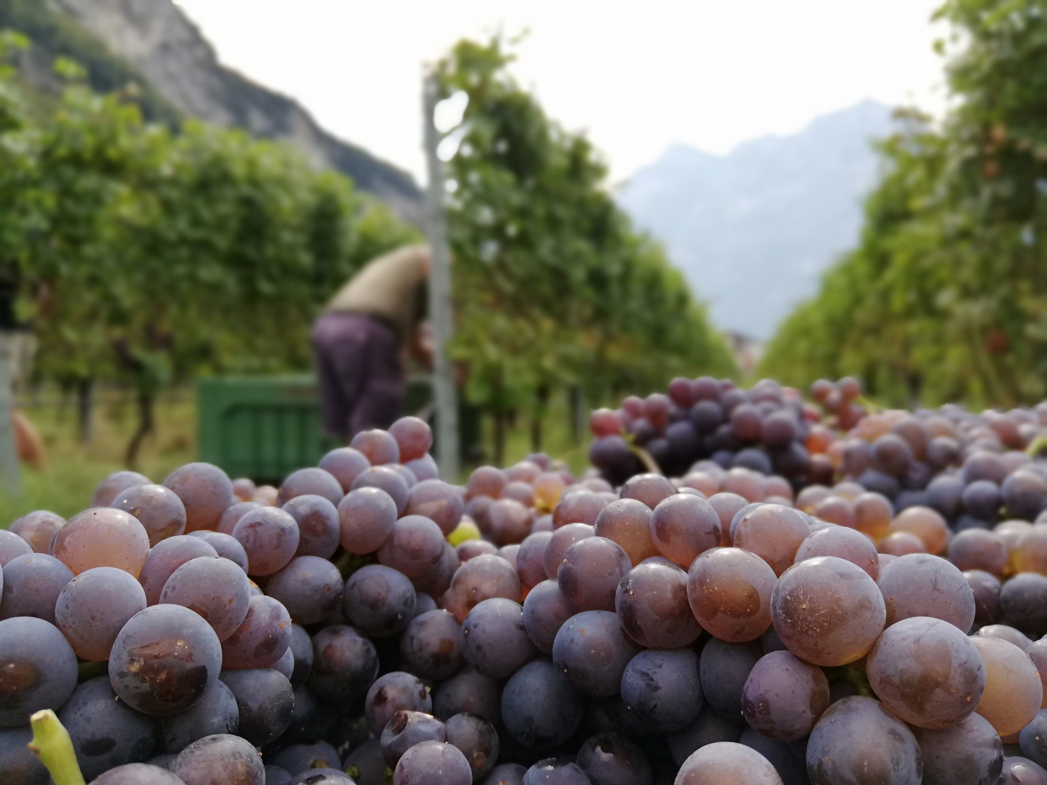 Ozoplus grape, un progetto per uve più sane