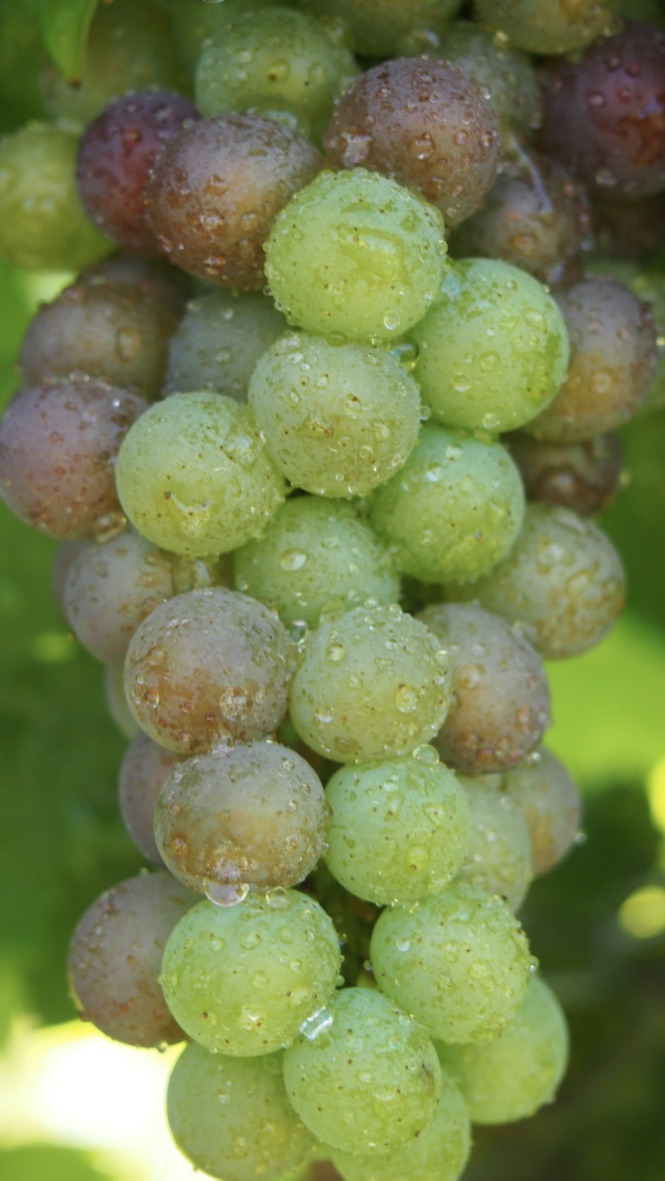 Ozoplus grape, un progetto per uve più sane