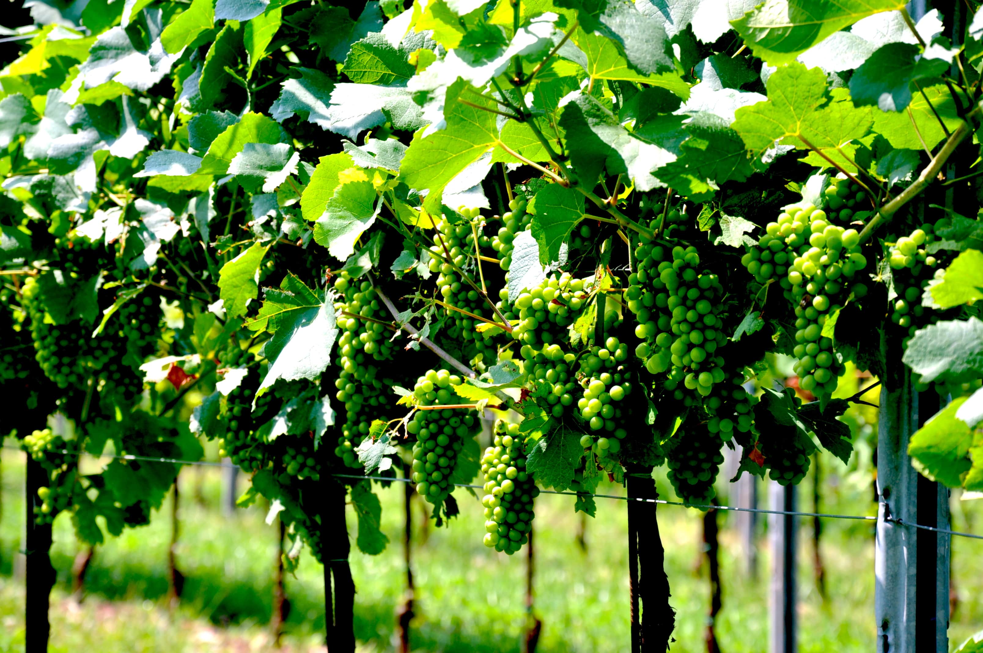 Gestione delle produzioni 2020 – diminuzione rese e stoccaggio amministrativo