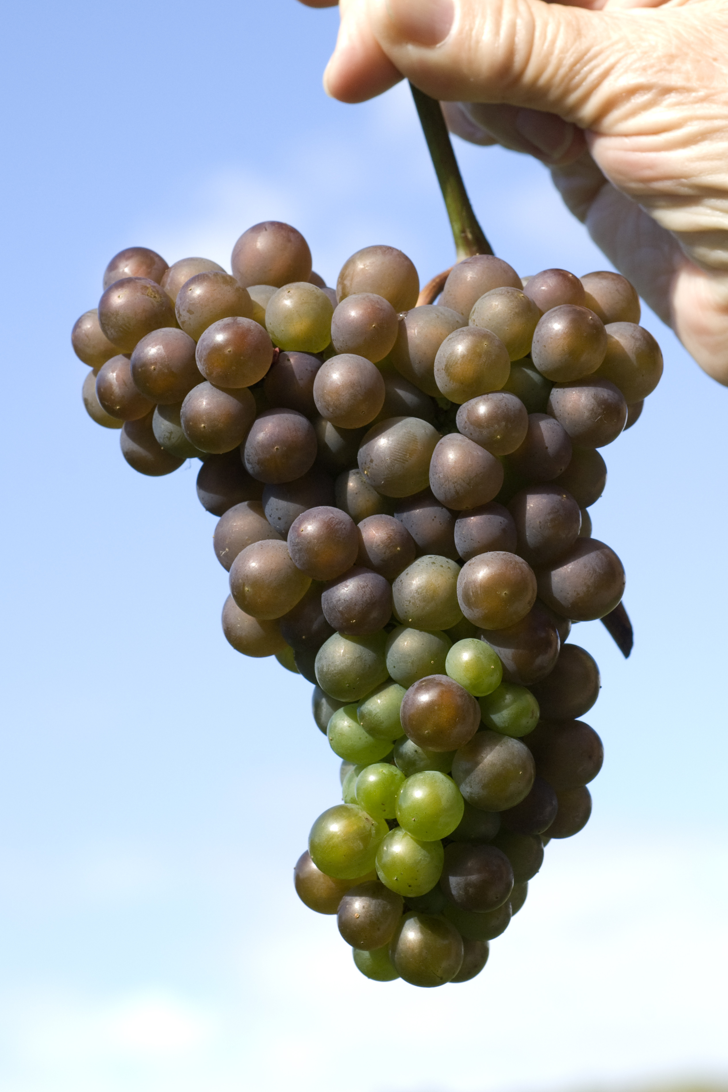 DO delle Venezie – Gestione delle produzioni 2020, indicazioni e materiali