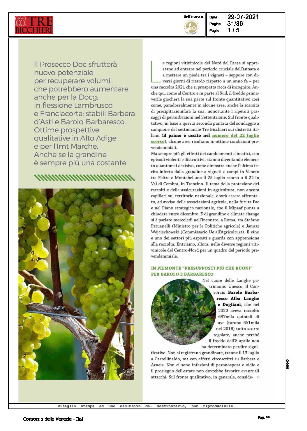 29 luglio 2021 – trebicchieri, andamenti della vitivinicoltura Triveneta