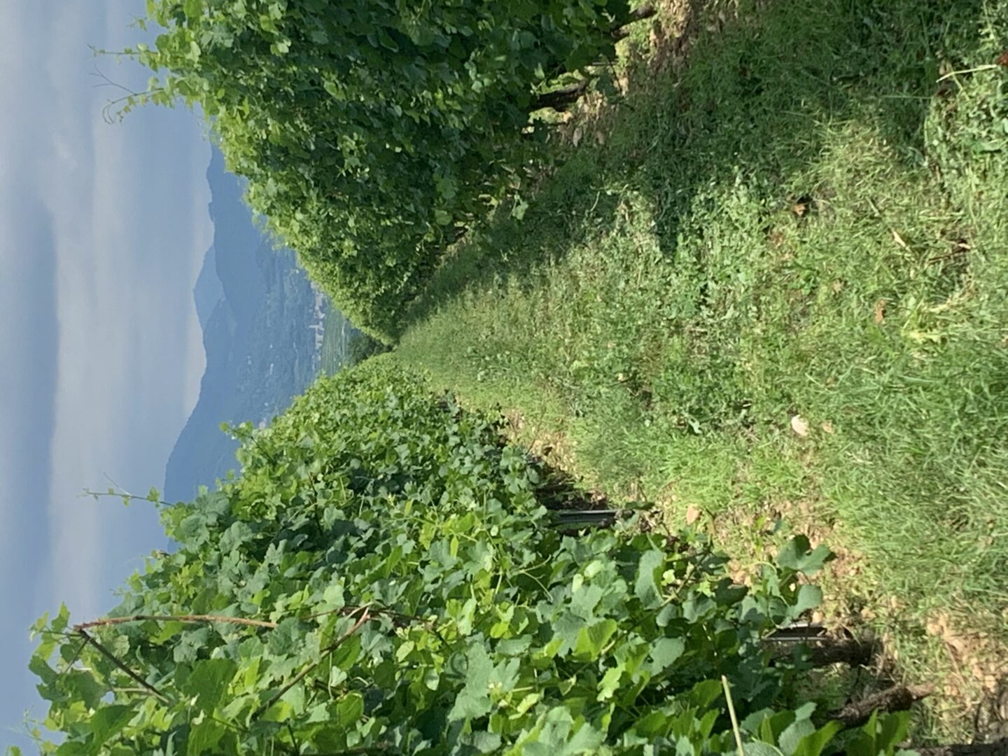 IL CONSORZIO DOC DELLE VENEZIE ACCOGLIE POSITIVAMENTE LE NUOVE TECNICHE GENOMICHE (NTG): “PASSO AVANTI IMPORTANTE PER SOSTENERE UN NUOVO MODELLO DI VITICOLTURA”