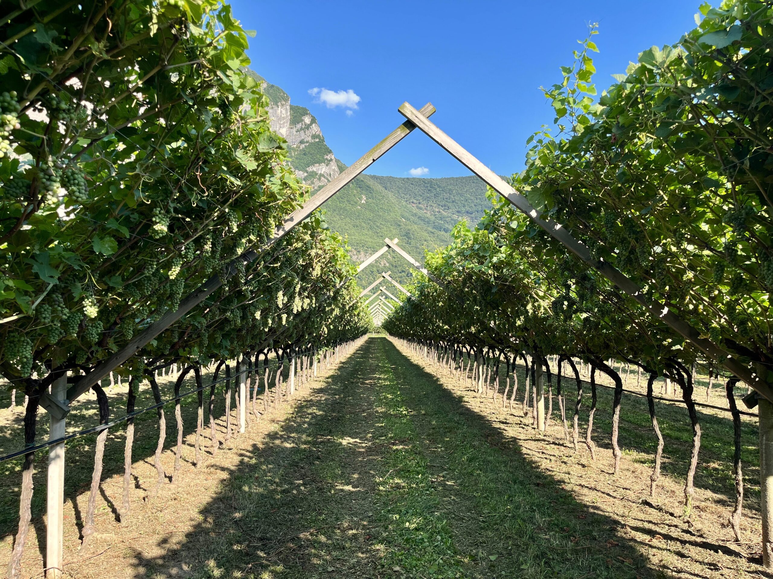 MISURE DI GESTIONE DELL’OFFERTA PINOT GRIGIO DOC DELLE VENEZIE: PROROGATA L’APPLICAZIONE DEL BLOCCO DELLE SUPERFICI VITATE E PRESENTATA ISTANZA PER REGOLARE LE RICLASSIFICAZIONI IN INGRESSO