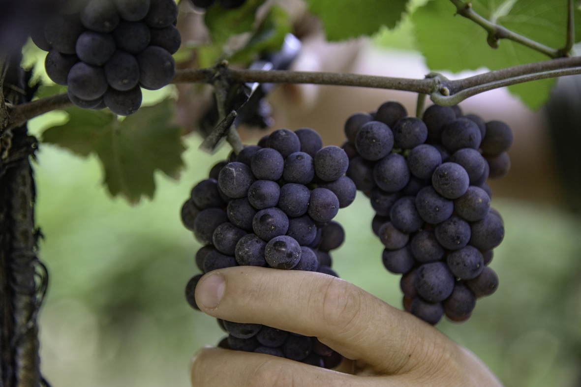 DOC DELLE VENEZIE A RIVE 2025 PER PARLARE DI INNOVAZIONE E SOSTENIBILITÀ, TRA VINO LOW-ALCOHOL E VITIGNI RESISTENTI