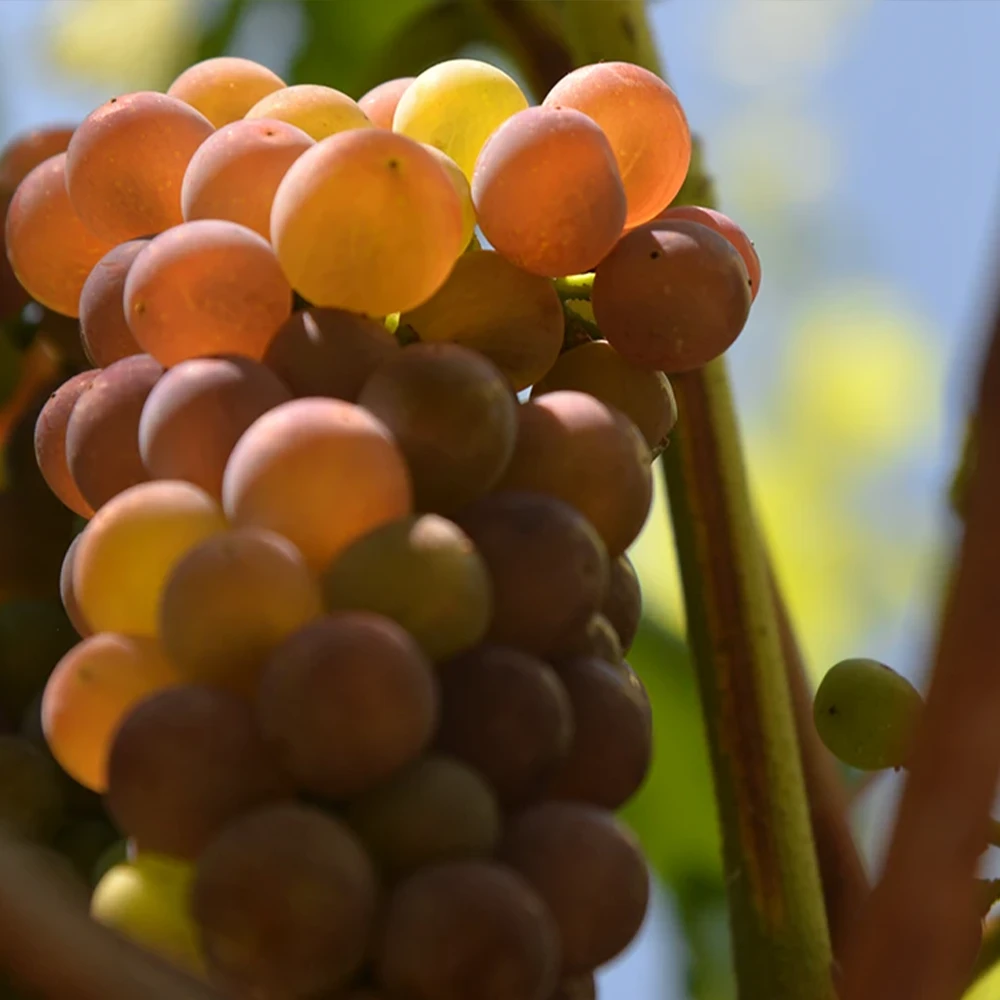 Grappolo di uva Pinot Grigio delle Venezie