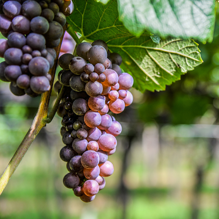 Pinot Grigio DOC delle Venezie - grappolo uva