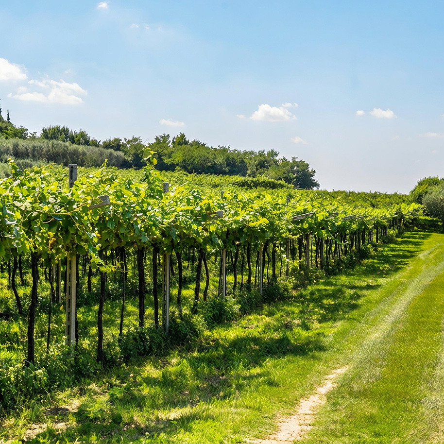Pinot grigio DOC delle Venezie - foto vigneto in triveneto - Italia