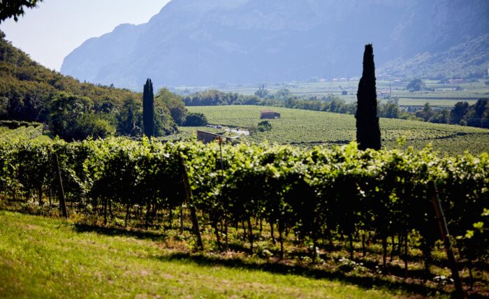 DOC DELLE VENEZIE, NASCE IL PREMIO DI LAUREA “GIUSEPPE CATARIN” PER VALORIZZARE RICERCA E NUOVE COMPETENZE NEL SETTORE VITIVINICOLO